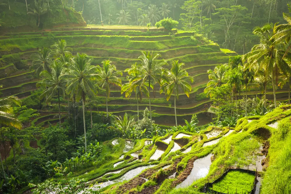 Money Exchange Kuta Instagramable Spots Bali Tegallalang Rice Terrace PAM Money Changer