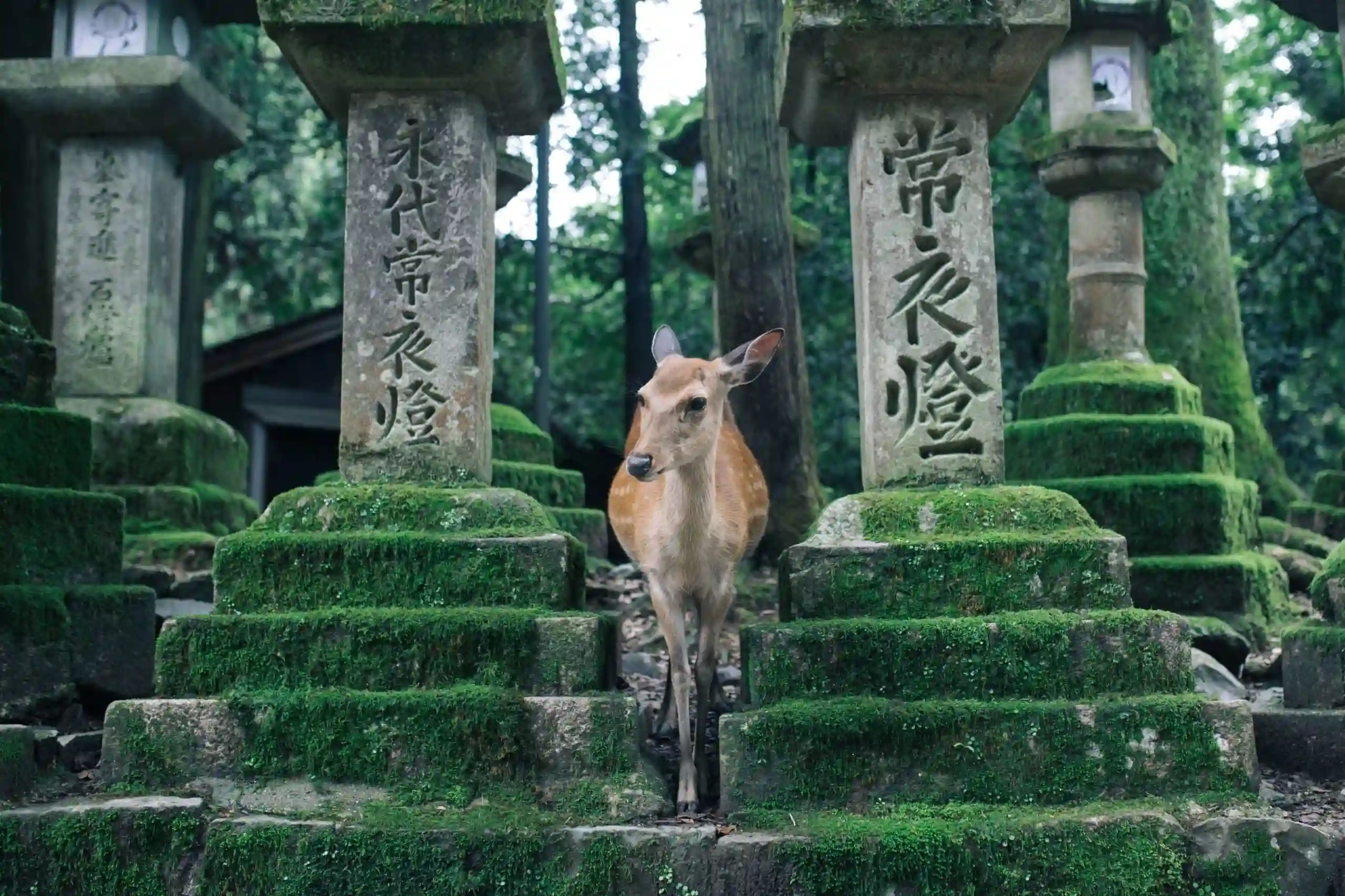 Money Changer Bali Places to Visit in Japan Nara Deer PAM Money Changer